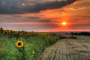 Field with hay and sunflower