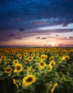 istock sunflowers