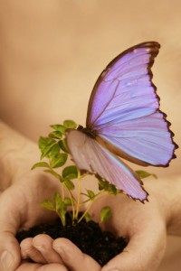 hands with butterfly
