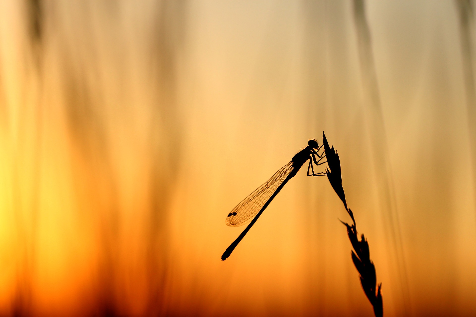 Dragonfly Retreats